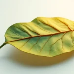 Diseño de hoja de ruta para la transformación digital en asesoría jurídica